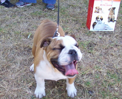 Bulldog